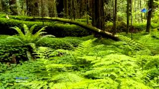 Michel Pépé - Terra Divina  (relaxing music)