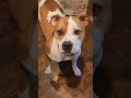 Max the pittie does magic