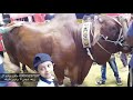 SURMAWALA CATTLE FARM SUB SE HEAVY AUR SUB SE UNIQUE BAKRA EID 2019