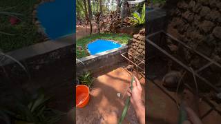 കുളം part-02 #nature #guppy #pond #dailyshorts #minivlog #family #happiness #guppies #fish