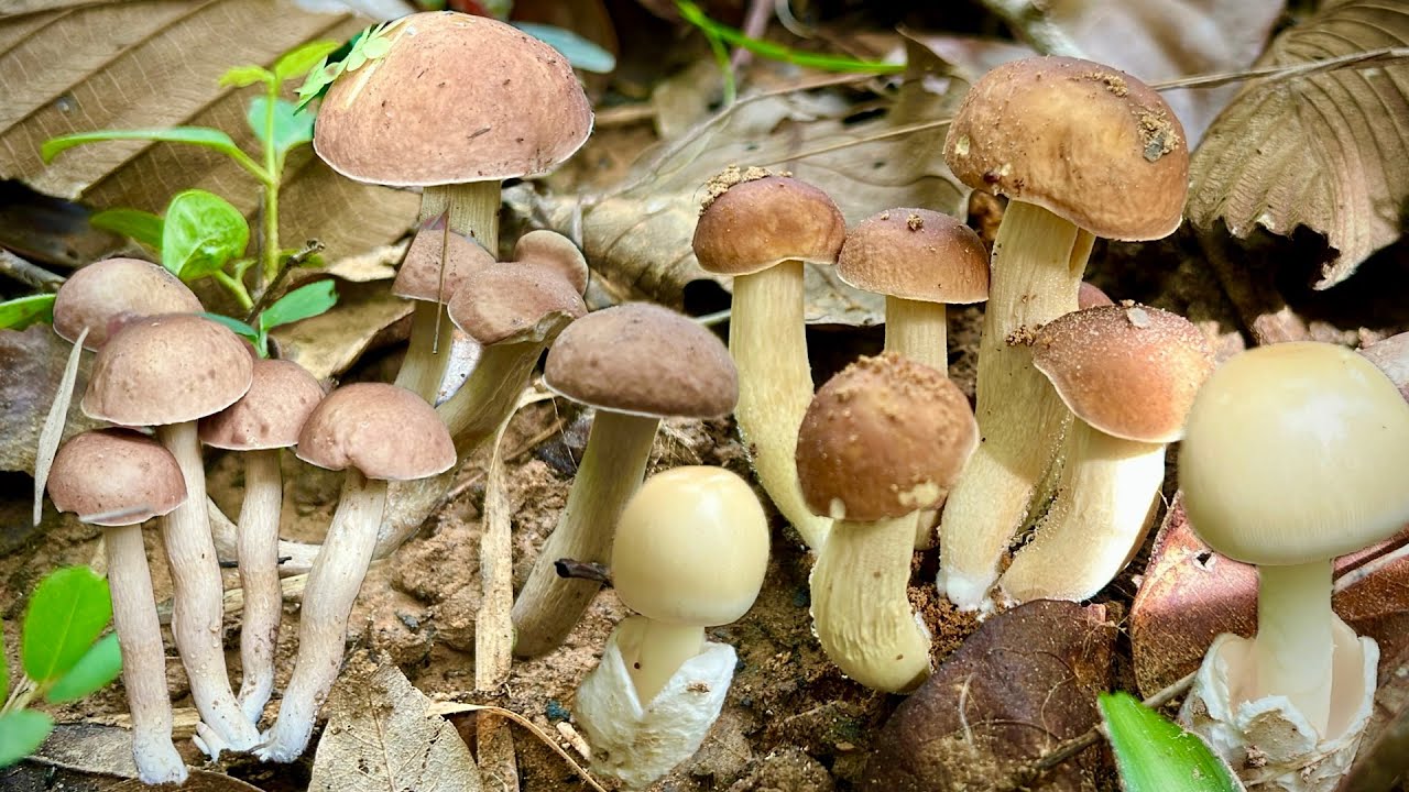 ป๊าดๆๆเห็ดผึ้งข้าวหมู่งามๆ เห็ดระโงกกำลังออกใหม่