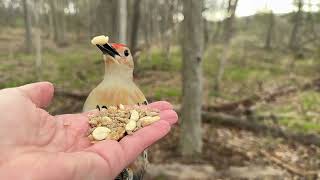 Hand-feeding Birds in Slow Mo - Black-capped Chickadee, Red-bellied Woodpecker