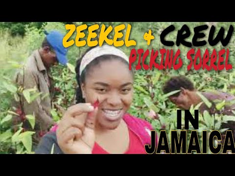 PICKING SORREL INNA COUNTRY WITH ZEEKEL & THE CREW | PLUS COUNTRY MAN EXPLAINING ABOUT GROUND FOOD