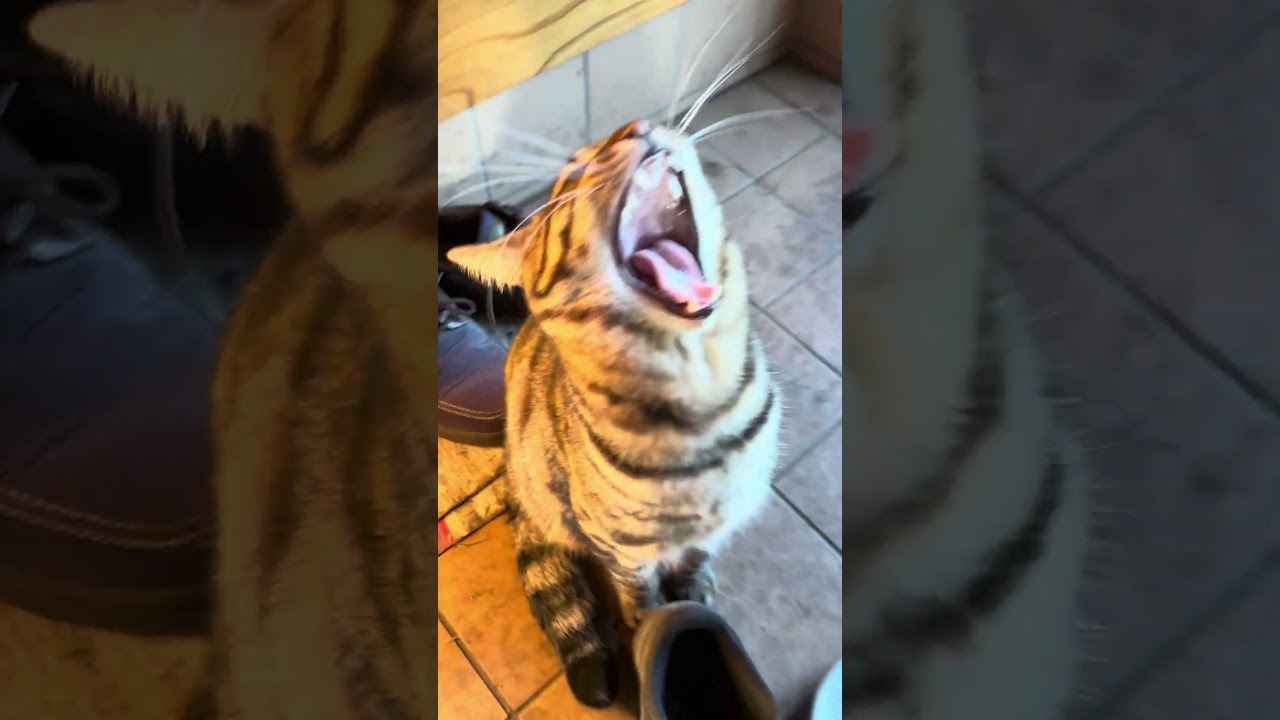 散歩行こうよ圧が強いトラジ。鳴きながらあくびしがち。 #猫 #cat #猫のいる暮らし