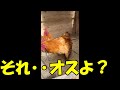 【鶏♂が鶏♂に交尾ダンス】王子をメスだと思い込むガテンちゃん#shorts