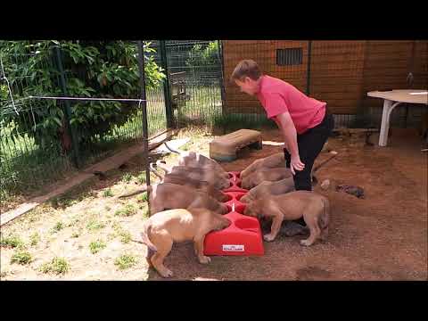 Vidéo: Comment Nourrir Un Chiot Bullmastiff