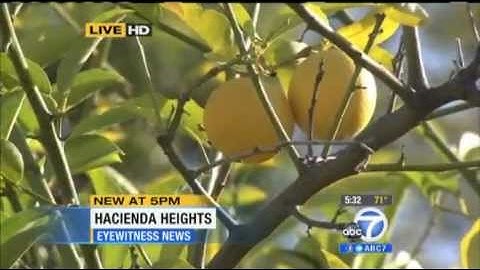 Huanglongbing (HLB) Discovered in California