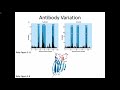 Immunology Fall 2019 Lecture 7: Antibody Structure and Function