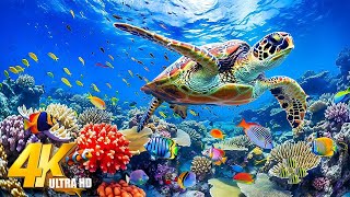 Best 4K Aquarium - Colors of the Ocean, Sounds of Nature