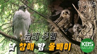 낮과 밤, 숲의 주인이 바뀌다! 환경스페셜 ‘숲의 지배자’/ KBS 20090527 방송