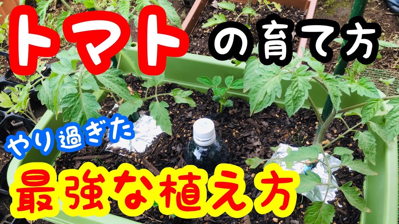 トマトの育て方 最強な植え方 プランター栽培 家庭菜園におすすめ Youtube