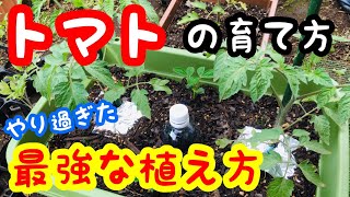 トマトの育て方『最強な植え方』プランター栽培【家庭菜園におすすめ】