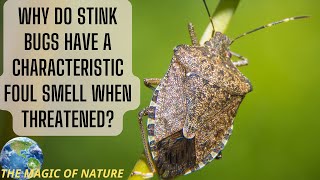 Why do stink bugs have a characteristic foul smell when threatened