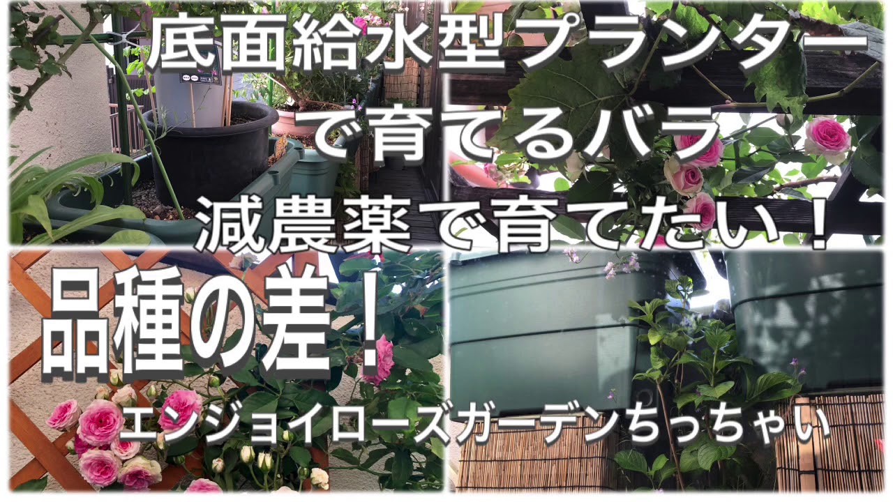品種の差 底面給水型プランターで育てるバラの病害虫 Youtube