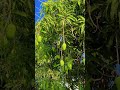Mango Mango Trending Virl Farming Feedshorts Love