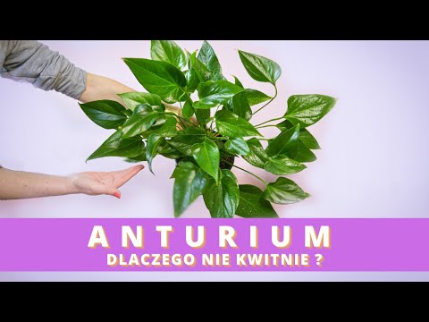 Wideo: Anturium - liść zmienia kolor na żółty, co mam zrobić?