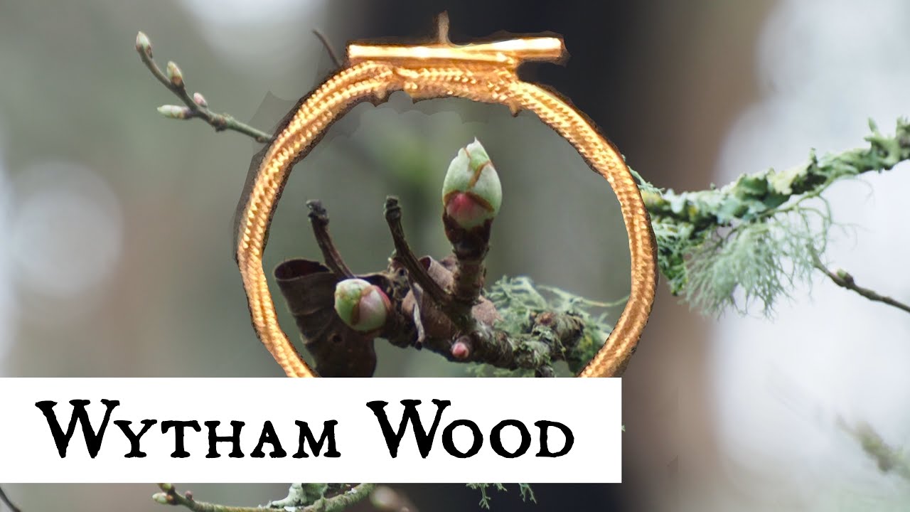 Wytham Great Wood, an Ancient Wood and Oxford University Land