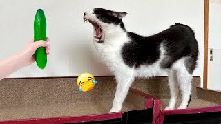 Cute animal Videos That You Just Can't Miss😺🐶part 11 by CCA Pets 230 views 3 weeks ago 31 minutes