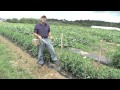 How to Grow Tomatoes:  Basket Weave