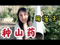 【菜园子19】山藥的種植方法 -- 用PVC管子种山药，搭架子 | How to grow yams using PVC pipe in backyard|