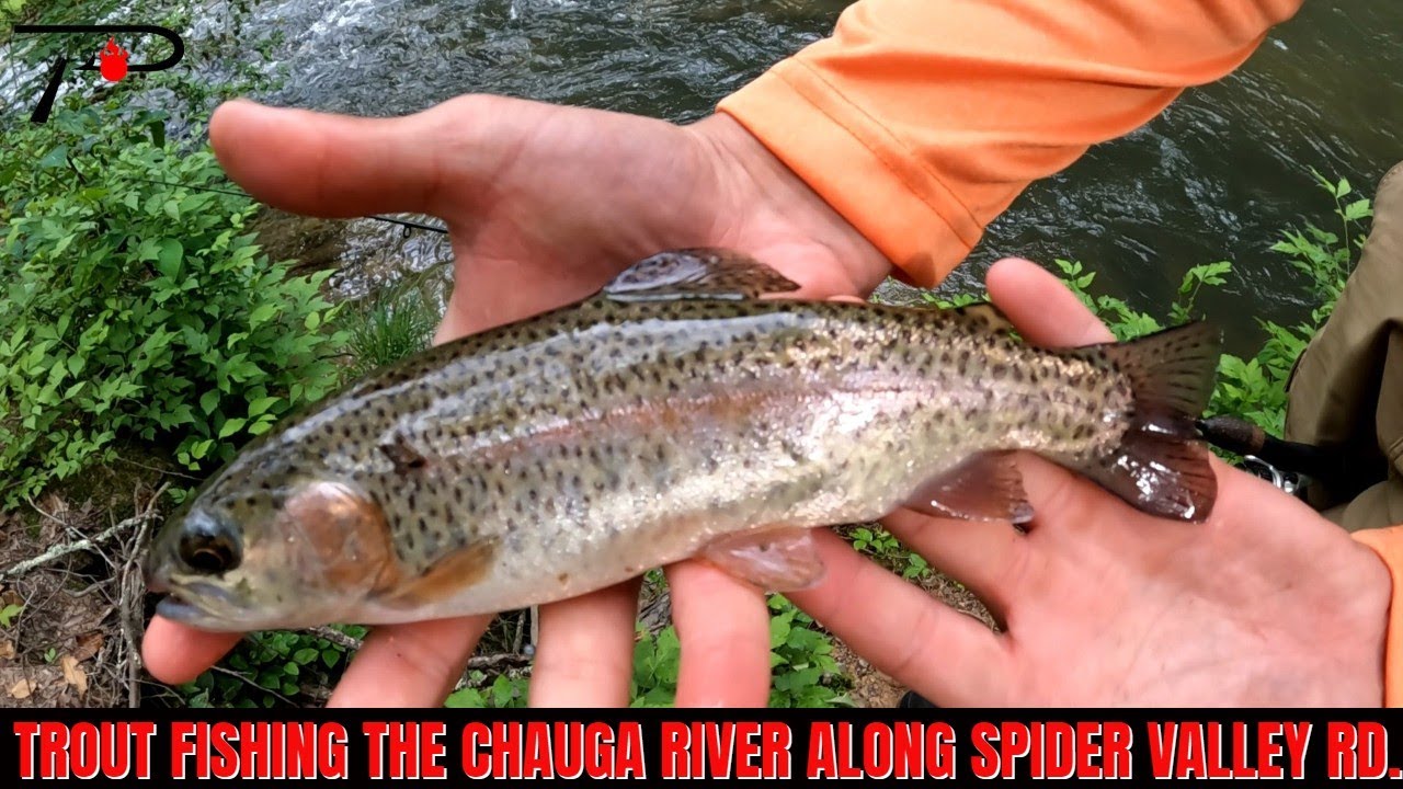 Форелевые реки Форелевые реки