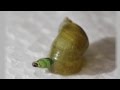 Zombie snail