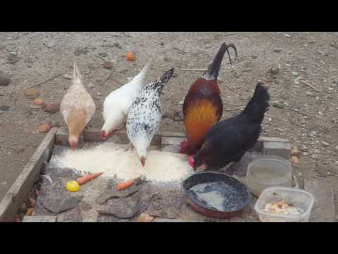 فيديو: كيف تأكل الدجاج