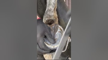 Removing plaque from horse tooth #short