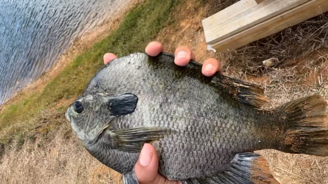 Birthday Fishing Trip 🎣🎉 | I COULDN’T BELIEVE HOW HUGE THIESE BLUEGILLS WERE🤯😳