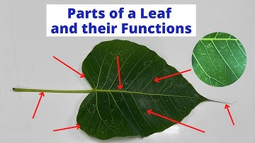 PARTS OF A LEAF | Leaf Parts and their Functions | Science Lesson