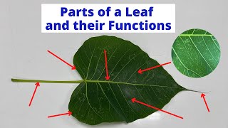 PARTS OF A LEAF | Leaf Parts and their Functions | Science Lesson