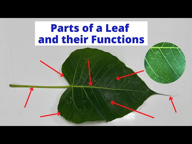 PARTS OF A LEAF | Leaf Parts and their Functions | Science Lesson class=