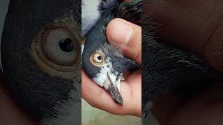 Ustad Ch Sakhi Muhammad Bhatti Walay Teddy Kabootar #pigeon #youtubeshorts #kabutar