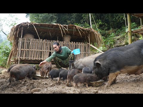 Build a farmer's life, take care of lovely wild boars, survival alone