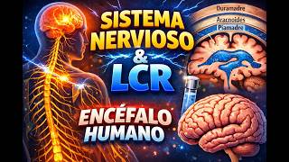 Sistema Nervioso: Encéfalo, Meninges y Líquido Cefalorraquídeo | Anatomía Completa