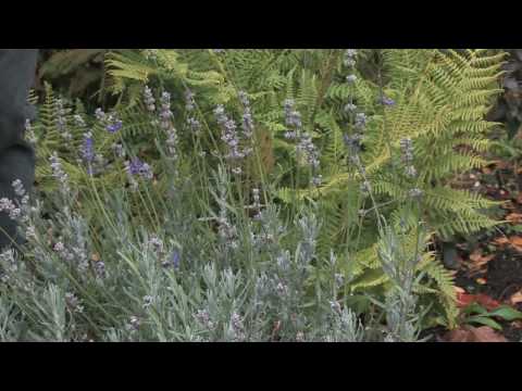 Gardening Tips : Growing Lavender Plants