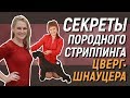 Секреты породного стриппинга цвергшнауцера