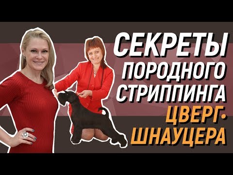 Секреты породного стриппинга цвергшнауцера