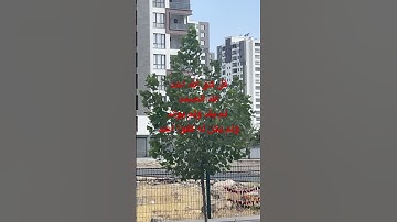 #egzonibrahimi #سورة_الإخلاص #القرآن_الكريم #ikhlas #المصحف #quran #listen #ترند