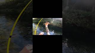 #creekfishing #trout #shorts #shortvideo #Fish