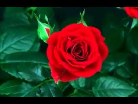 kheloui lounes t-na&a& nek d lhub (ad-elmahna).flv