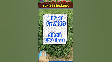 Thumbnail of TRIK PETANI SINGKONG JADI KAYA