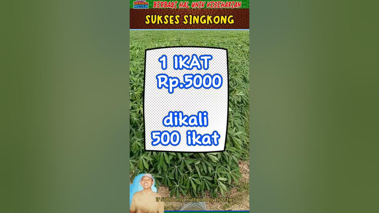 TRIK PETANI SINGKONG JADI KAYA