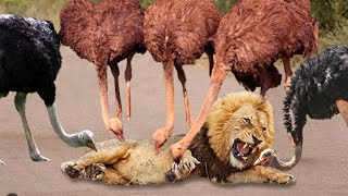 Tragic Lion! Ostrich Joins Forces To Attack Lion, Cheetah To Protect Their Babies - Hyena Vs Monkey