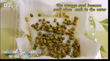 Monggo seed experiment