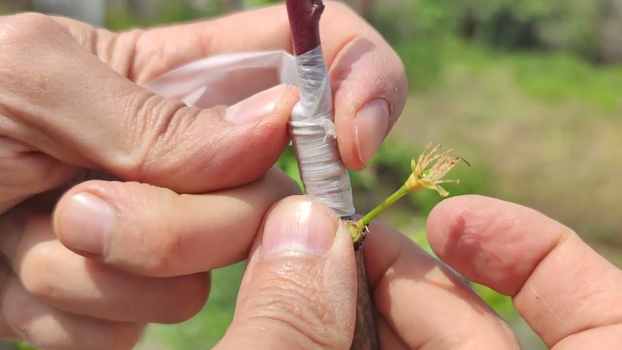 Прививка персика к сливе | Осень vs Весна – какой способ лучше?
