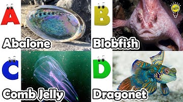 Leer namen van zeedieren | ABC-liedje over zeedieren | Meest populaire zeedieren | Alfabetliedje ...