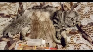 Котятам 25 дней Начинаем кормить!Зубки Котятам 25 дней Начинаем кормить!Зубки