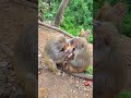 ये समझा रही हे कि ये मेरा बचा हे।#monkey #शॉर्टवीडियो