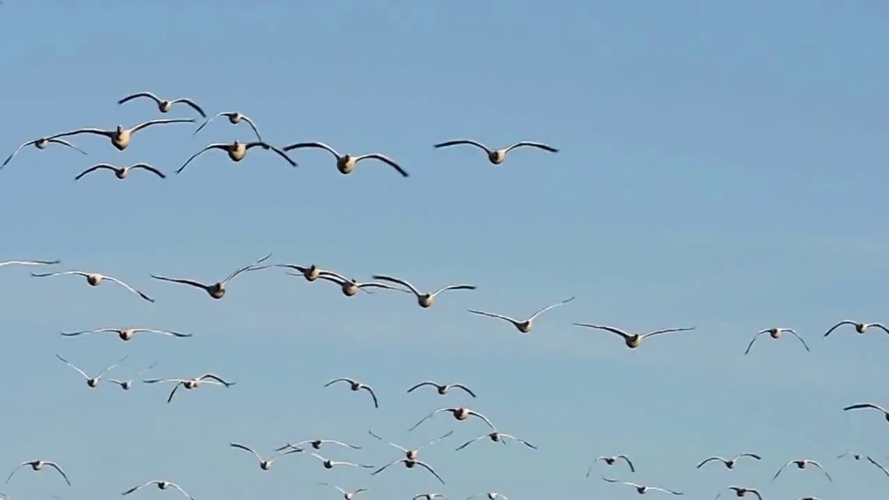 Ross's Geese 3-31-2016